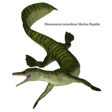 Mesosaurus Marine Reptile on White with Font - Mesosaurus was a carnivorous marine reptile that lived in the seas of Africa and South America during the Permian Period.