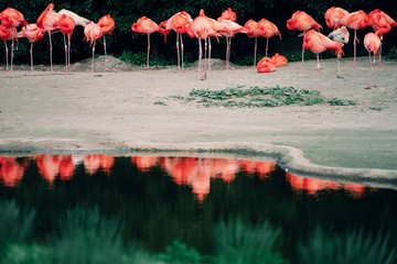 Orange American Flamingos
