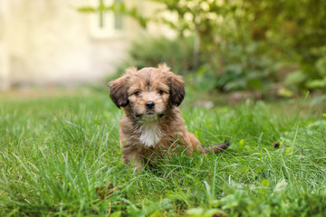 Little, lovely, fluffy, cute brown puppy is left alone on at home garden. Concept of abandoned domestic animals and pets. Curious, obedient dog. Concept of discovering the world, everything is new