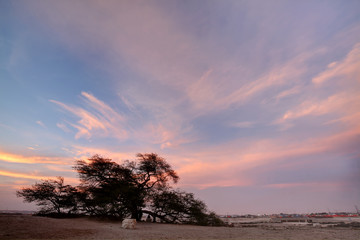 A 400 year-old mesquite tree called as Tree of Life during sunset, Bahrain 