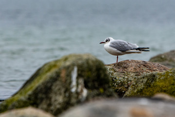 German coast with seagull during winter