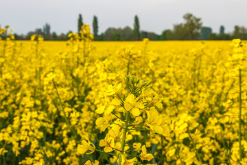 Fototapeta premium A field of oilseed rape with a close-up of a flower at the front. There are trees in the background.