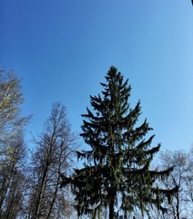 pine tree