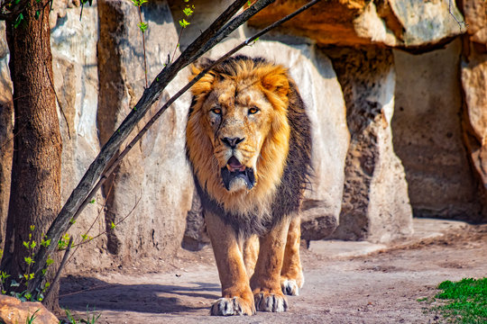Close up photo of Barbary lion. He is going. The background is a rock. It is African lion. The Barbary lion was a Panthera leo population in North Africa.