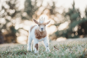 Nigerian Dwarf Doe Kid Dairy Goat in crown 