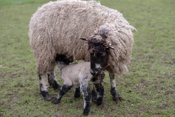 Obraz premium lamb suckles milk from mother