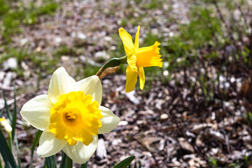 daffodils in spring
