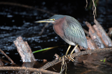 Green night heron searches for food