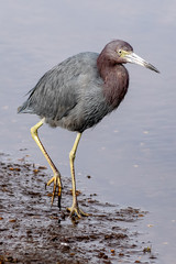 Reddish egret walks on the edge of the shore