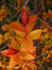 Red spring leaves. Spiraea.