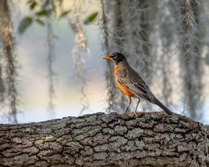 American robin sits on a branch in early spring in Florida