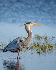 Fototapeta premium Great blue heron standing at the edge of a lake searching for food