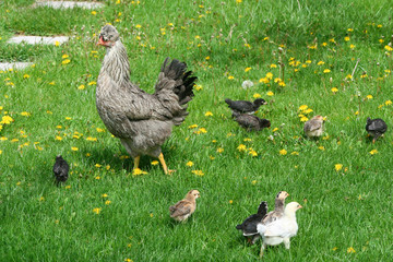chicken family in garden