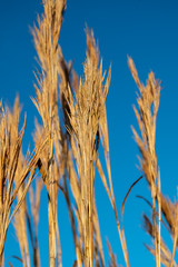 Tall golden grass against a clear blue sky