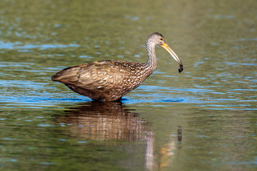 Limpkin successfully caught his breakfast - a shell