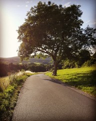 Path through the fields