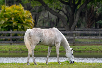 Obraz premium White horse peacefully grazing in a pasture
