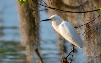 Snowy egret perched near a lake
