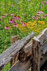 Purple Cone Flowers bloom beside a wooden fence.