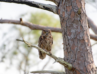 owl perched on a branch watching for danger