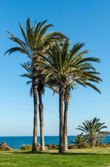Fototapeta na wymiar Mediterranean view with palms trees