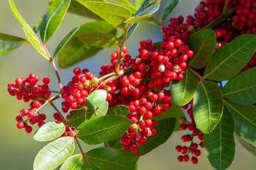 Bush with red berries in central Florida