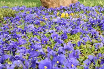 Obraz premium purple flower, spring background