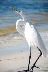 Great white egret showing off in Florida, USA