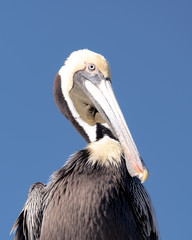 Brown pelican with breeding plumage posing for a portrait