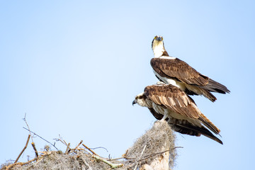 One osprey resting on top of the other at the edge of the nest