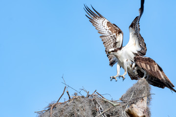 One osprey resting on top of the other at the edge of the nest