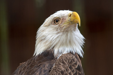 Portrait of a bald eagle