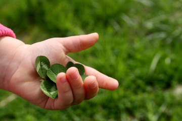 Green clover in a small child's hand.