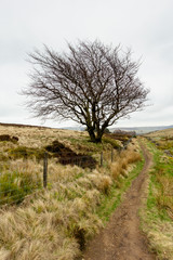A view of a muddy trail path along a fence, green vegetation a naked tree under a white cloudy sky