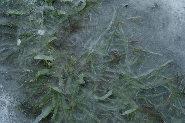 Green grass breaks through thick ice in winter