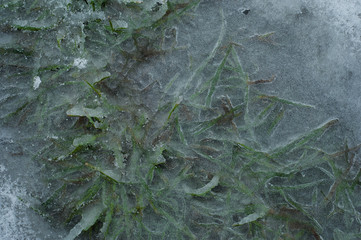 Naklejka premium Green grass breaks through thick ice in winter