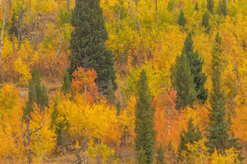 Scenic Autumn Landscape in the Tetons