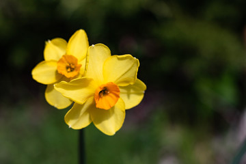 Two small bright, happy, cheerful, yellow gold orange small cup unique spring Easter daffodil bulbs blooming in outside garden in springtime