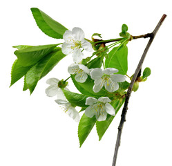 Cherry blossoms. Spring. Fresh foliage and white flowers of cherry. Spring Garden in detail .Izolirovano without shadows.