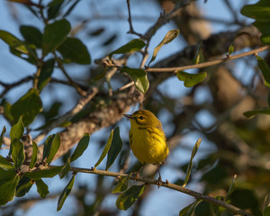 Little yellow warbler perched on a branch in a tree in Florida