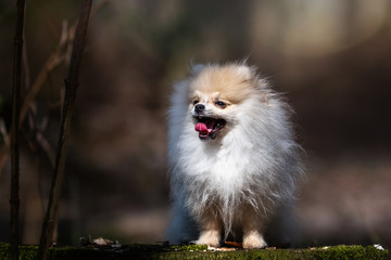 Pomeranian puppy standing on a stump in the forest