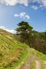 A view of a treil path along green vegetation and pines forest in the background under a majestic blue sky and white clouds