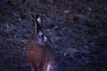 European hare (Lepus europaeus) after sunset.