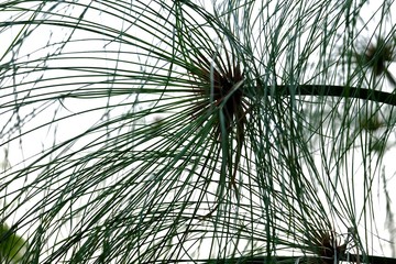 Papyrus plant leaves growing in a swamp on white isolated background for green foliage backdrop 
