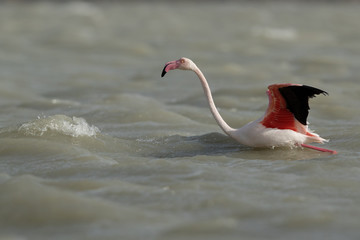 Greater Flamingos at Eker creek, Bahrain 