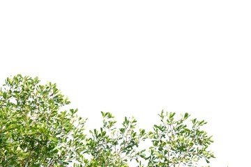 Tropical tree leaves with branches on white isolated background for green foliage backdrop 