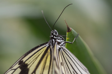 YELLOW AND WHITE STRIPED BUTTERFLY ON A PLANT