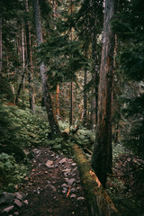 Obraz premium fallen tree in the forest