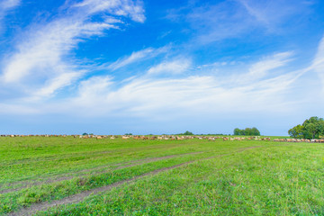 Fototapeta na wymiar panorama of a large herd of many horses grazing on a green meadow, summer hot day, against the large blue sky