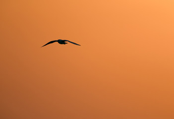 Silhouette of black-headed gull